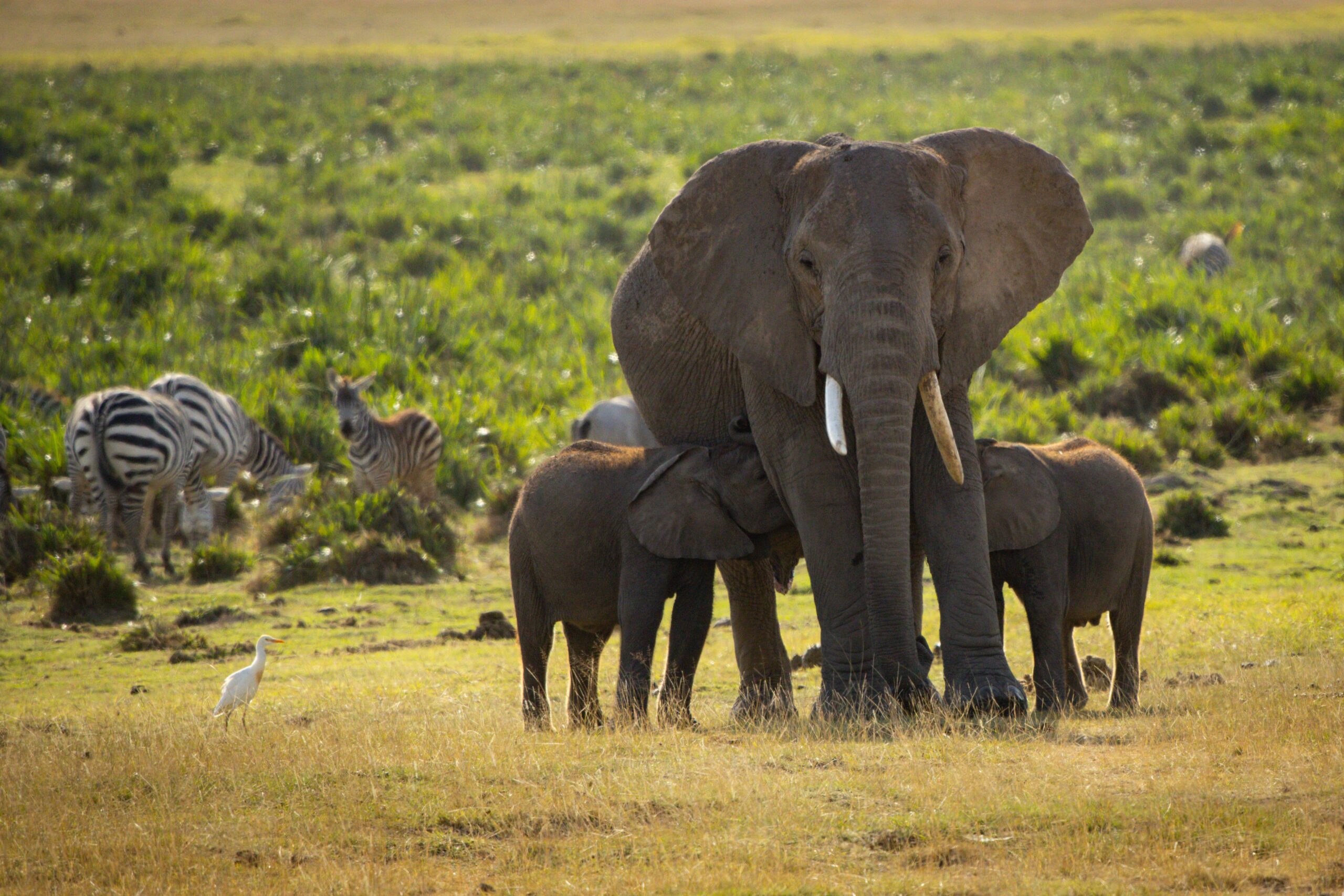 Kenia mit Kindern – All you need to know