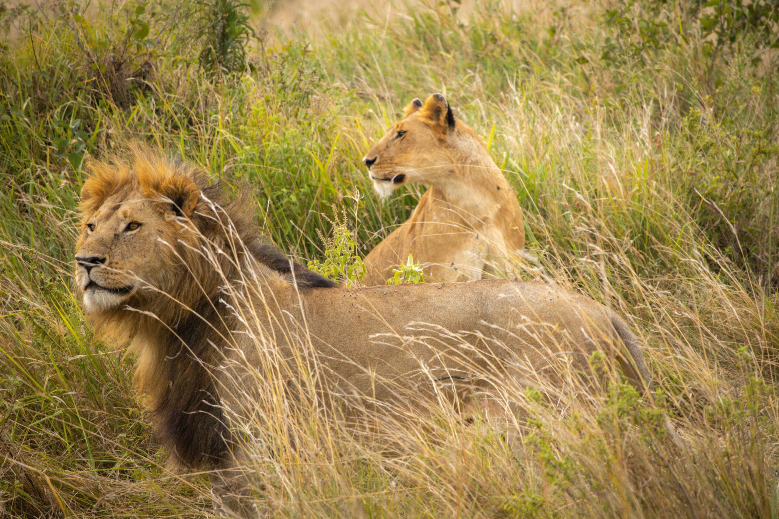 Mit Kids auf Safari in Kenia