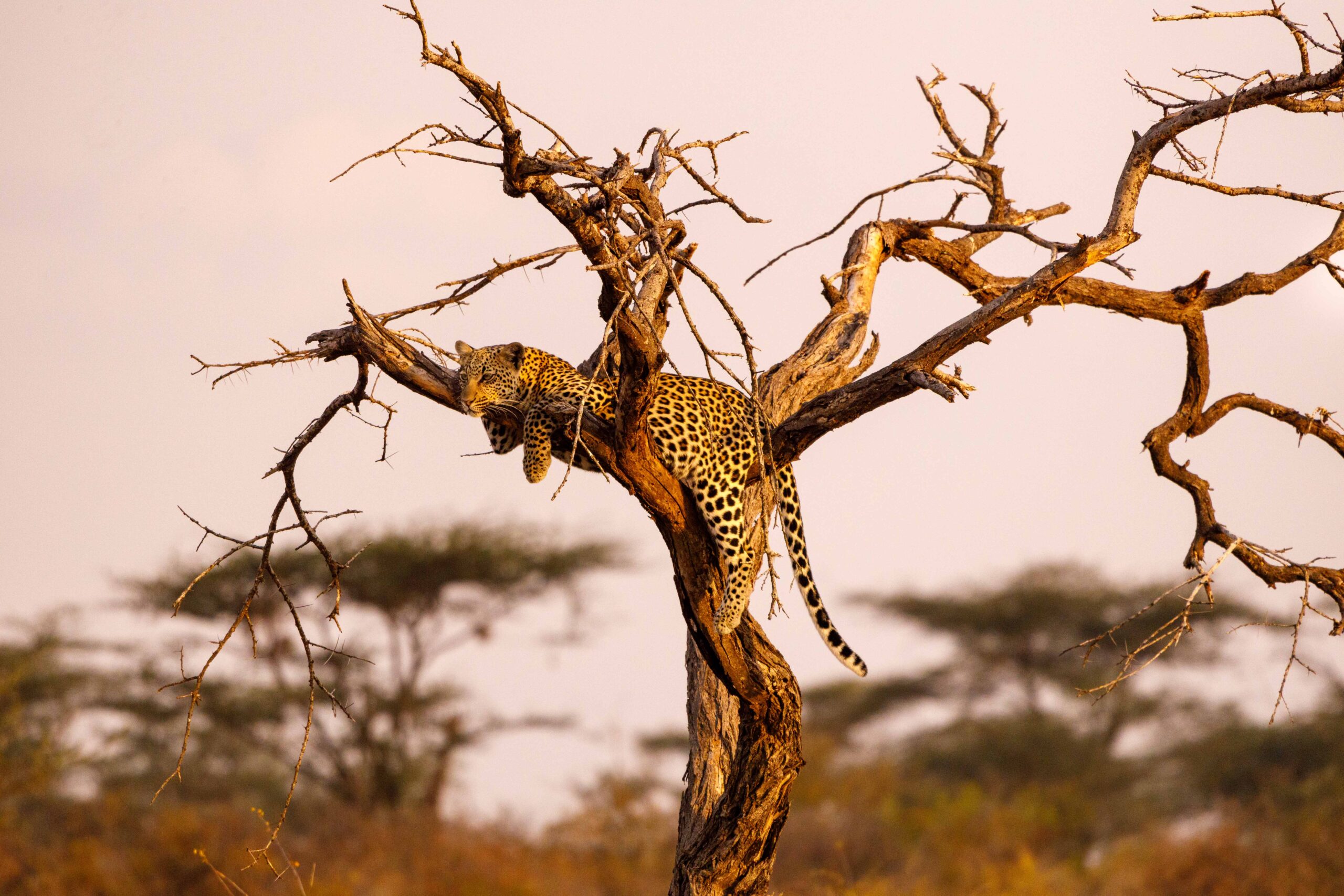 Mit Kids auf Safari in Kenia