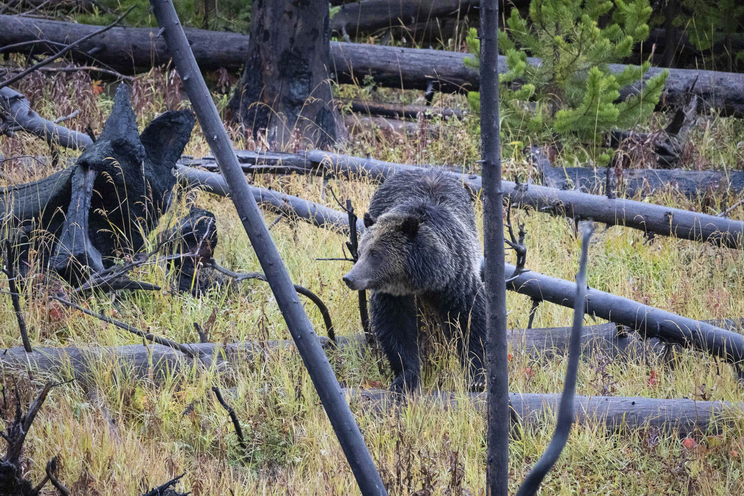 Roadtrip: mit dem Wohnmobil in den Yellowstone Nationalpark